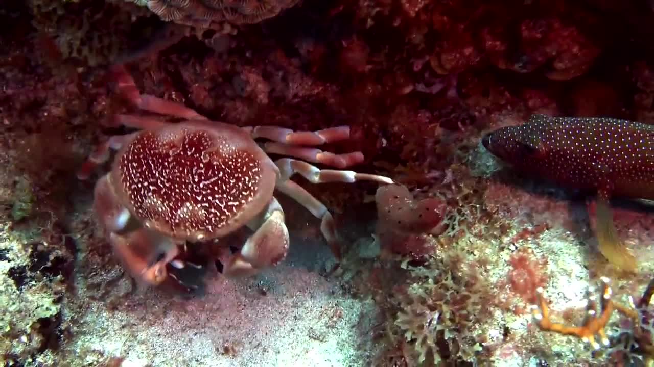 fish chasing red crab under the water