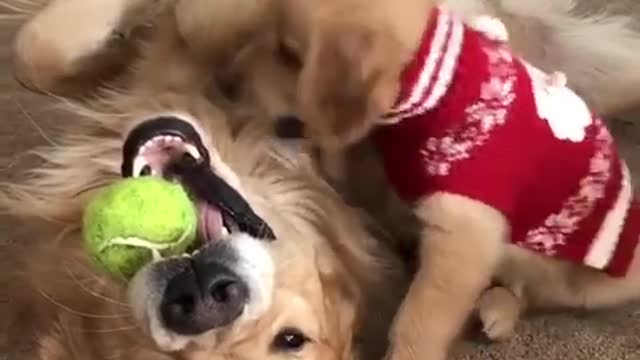 Padre e hijo Golden Retrievers pelean por pelota de tenis