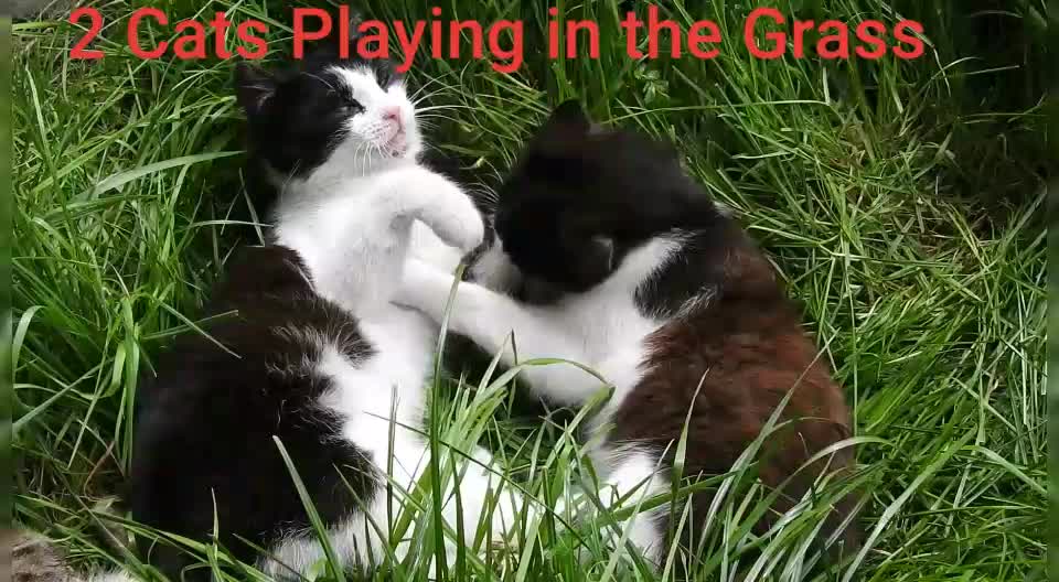 2 Cats Playing in the Grass