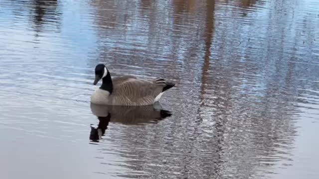 Geese swimming in lake