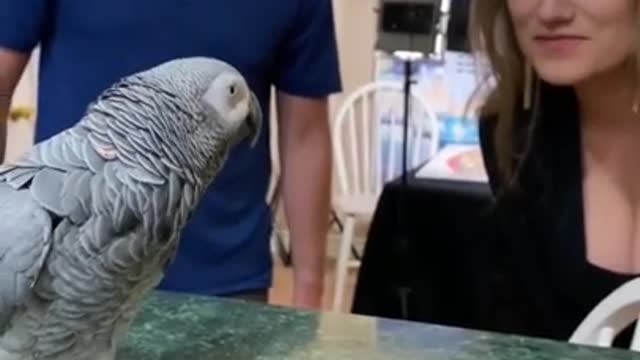 Cute Bird Trick - Funny Parrot and Bird Videos - Funny Parrots Compilation 2022