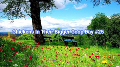 Chickens In Their Bigger Coop Day #25