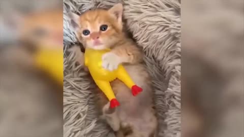 | Cute Baby Cat | Most Beautiful Cat | cats