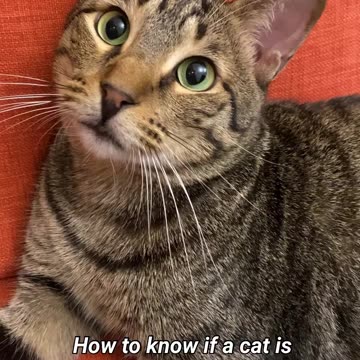 How do we know if a cat is beginning for more love? 🐈‍⬛🥹❤️ #catreels #catreel #catcontent