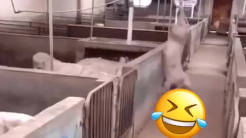 Pets and animals funny moments
