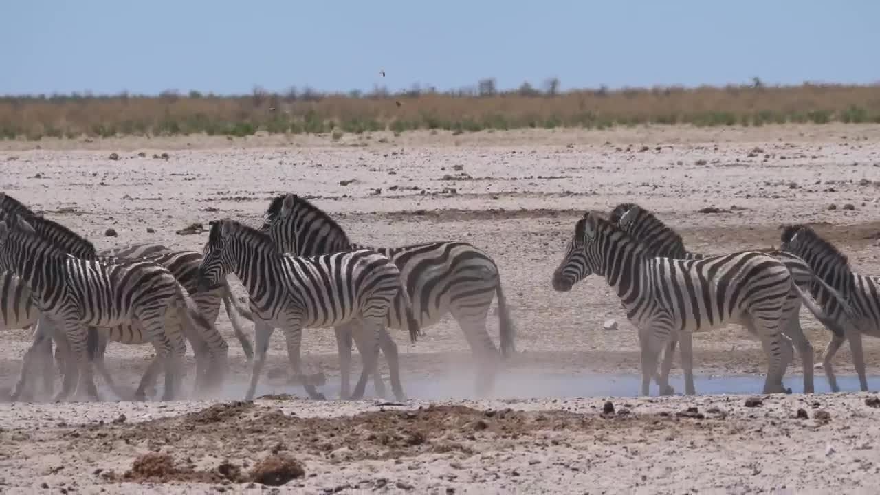 Giraffe and zebras scare up on awaterhole and run