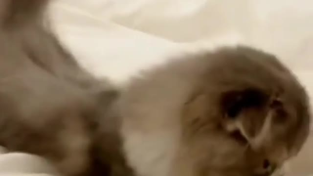 Cuit cat, Funny video