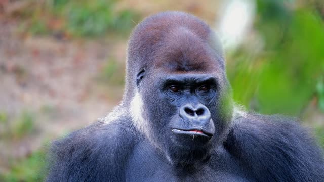 Gorilla eating carrot