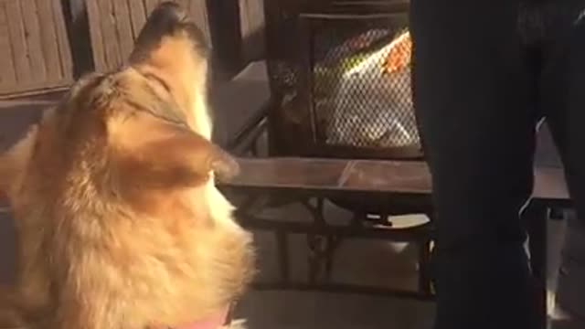 Brown dog plays with hockey puck on wooden deck