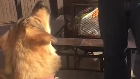 Brown dog plays with hockey puck on wooden deck