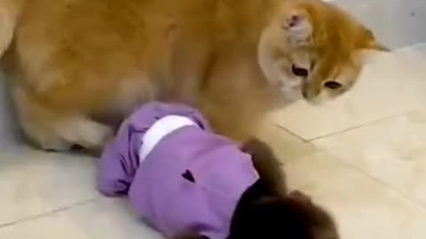 Monyet dan kucing bikin ngakak