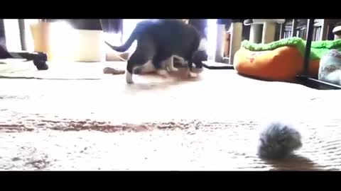 Funny cute cats compilation omg hilarious