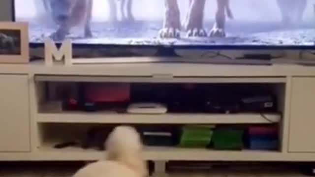 Dog got scared of the TV show