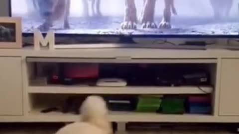 Dog got scared of the TV show