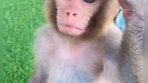 Smart Animals Videos,Monkey Sounds