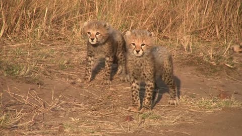 Fun Facts About Baby Cheetahs!