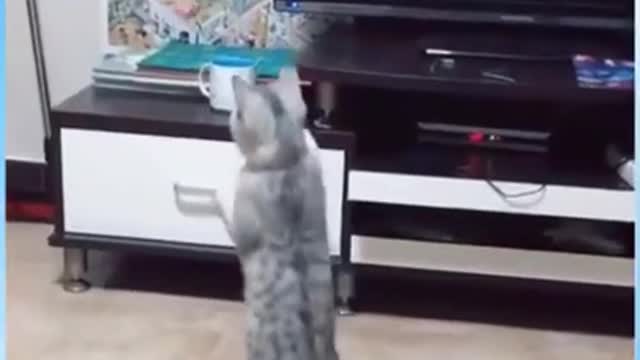 Cat Grooming