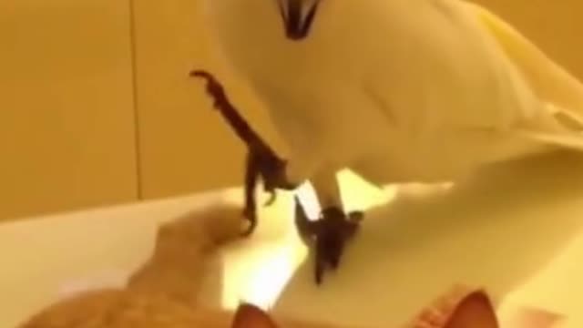 PARROT PLAYS WITH SLEEPING CAT TAIL