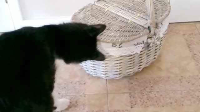 Kiko curious to know what's in the basket