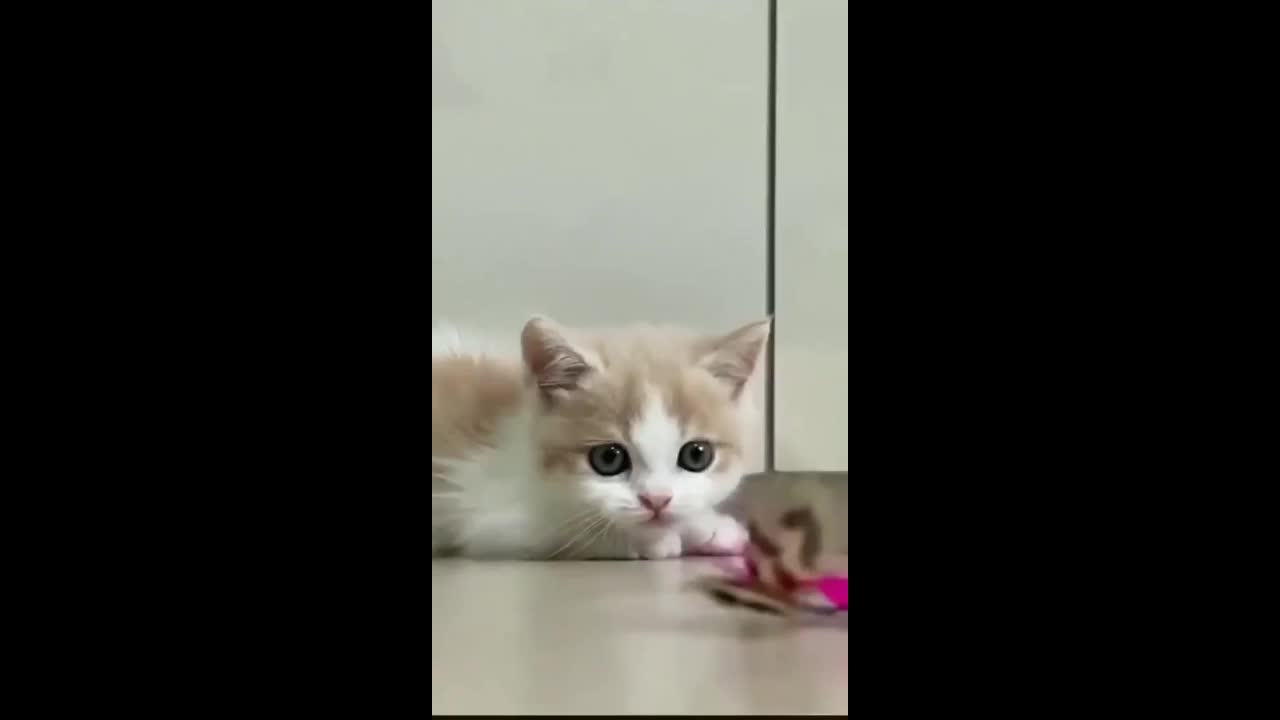 Cute kitten