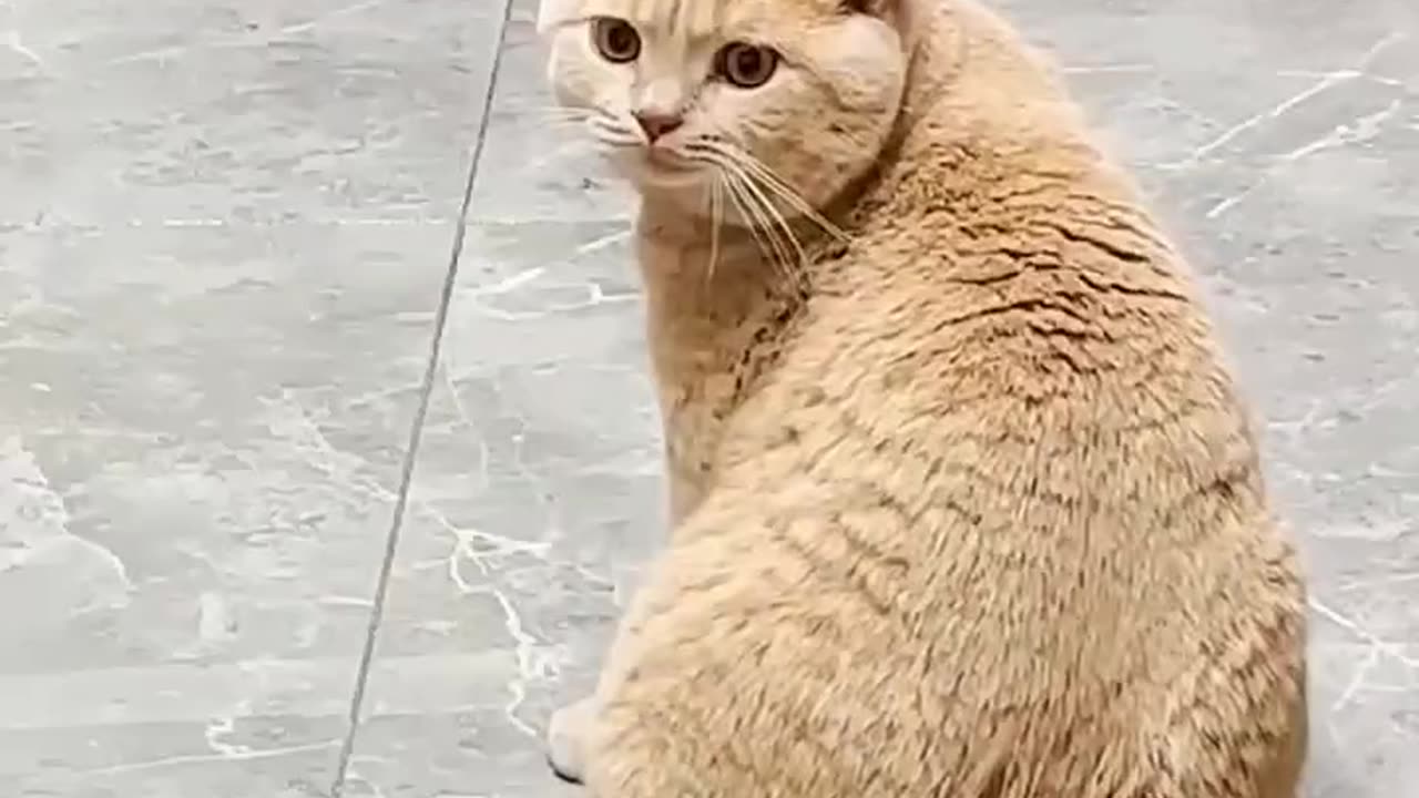 Funny cat