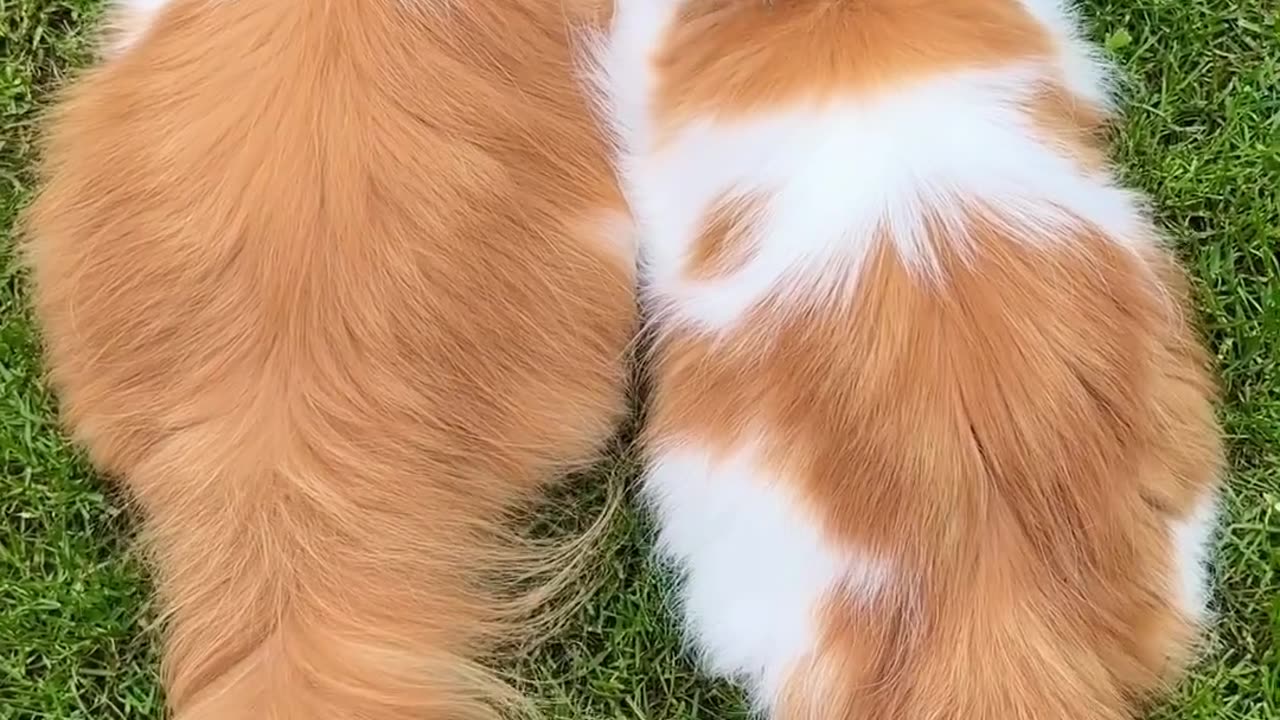 Cute cat just