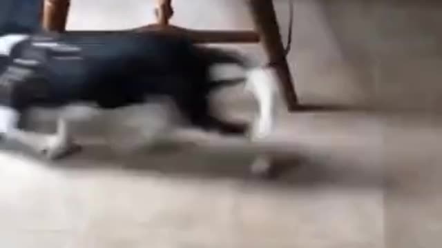 Dog funny video