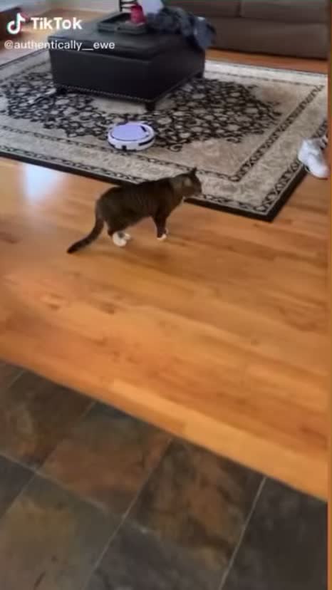 This cat does not like that we are all home