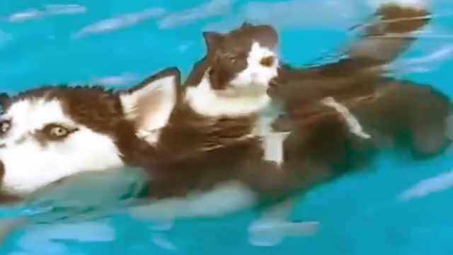 Cute Husky Swimming With Cat