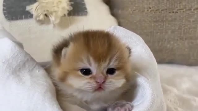 5.Baby Cats - Cute and Funny Cat Videos #cat#tiktok#shorts