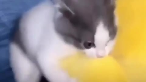 Funny cat playing