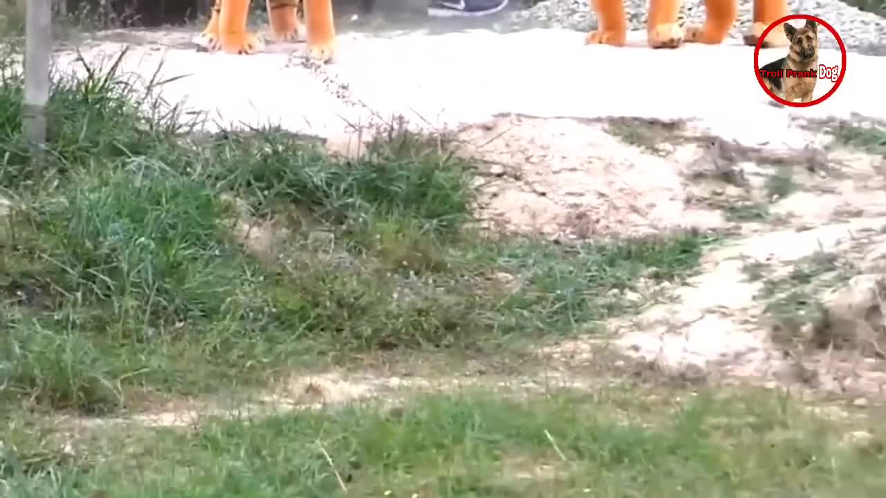 Fake Lion and Fake Tiger Prank To dog | Troll Videos Prank heheheehe