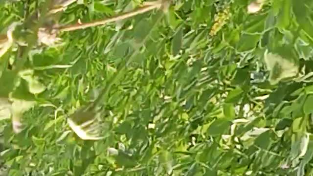 कलकतिया खेती