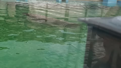 Navy seal swimming in the pool