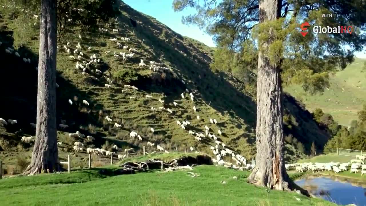 Sheep and Beef Farm – Telling New Zealand’s Positive Farming Story _ On Farm Story