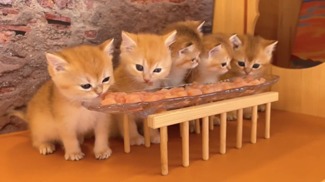 Cats line up to eat