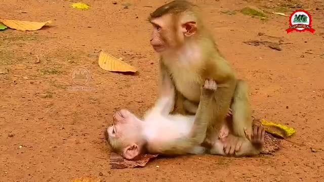 monkey funny video