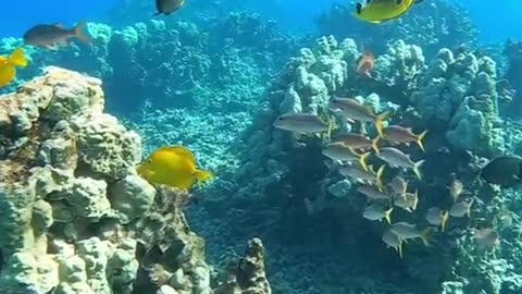 underwater#oceanlover#wildlife#reef