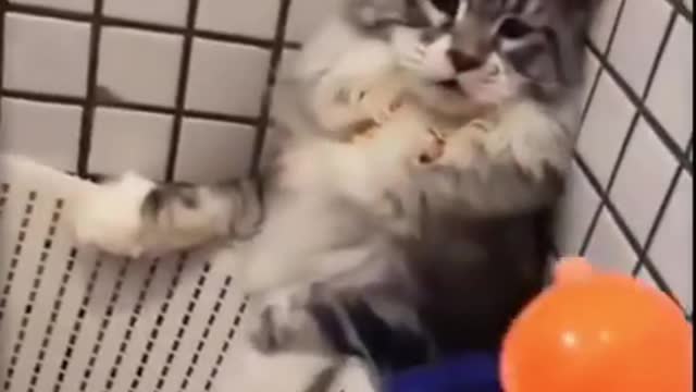 Baby Cat, Funny videos ever, Funniest Animals