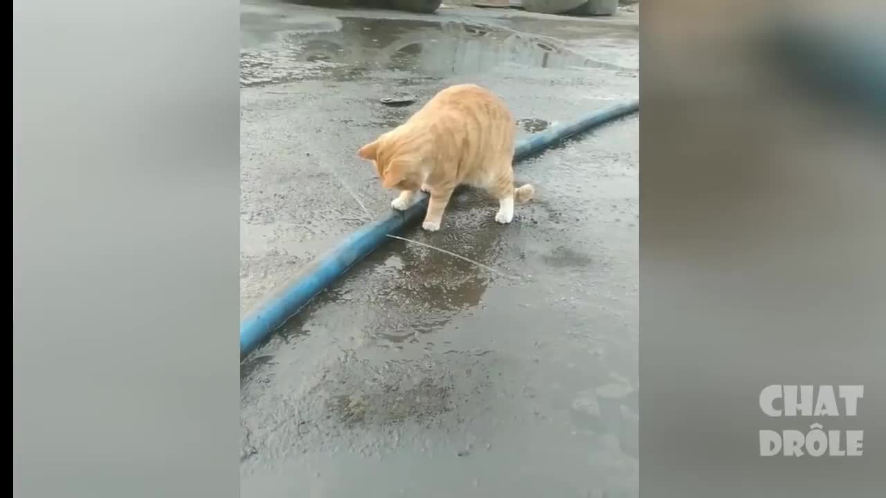 try not to laugh compilation
