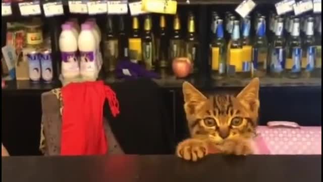 How 😺can i help you