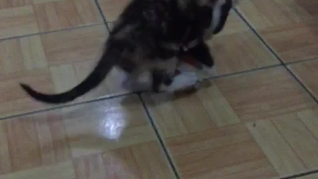 Funny Videos of Dogs, Cats and other animals - Kitty Maya playing