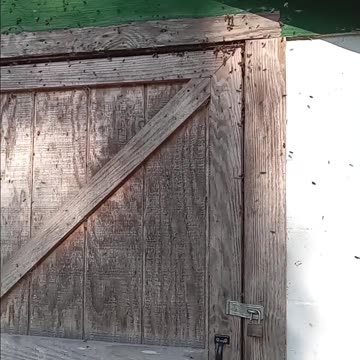 SOMETIMES the bees rob you.