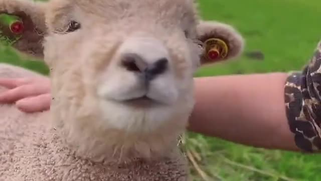 A few lambs living happily with humans