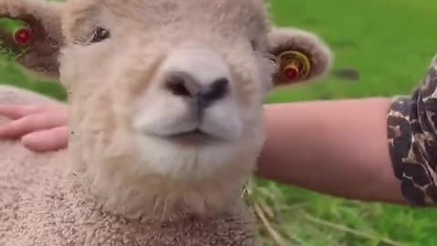 A few lambs living happily with humans