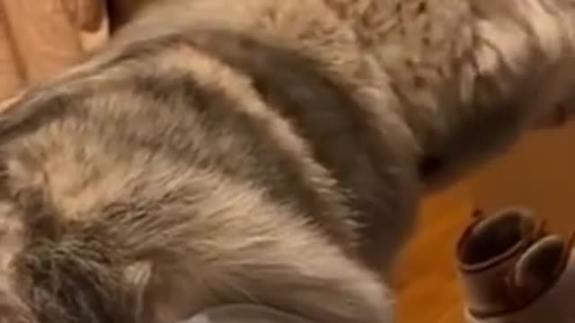 Funny dog videos 2021- Awesome Funny Pet Animals