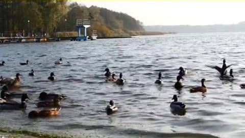 Nature in river