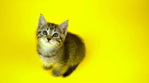 Kitten enjoying a sound.