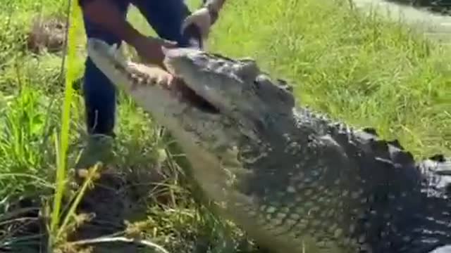 This is a greedy crocodile.