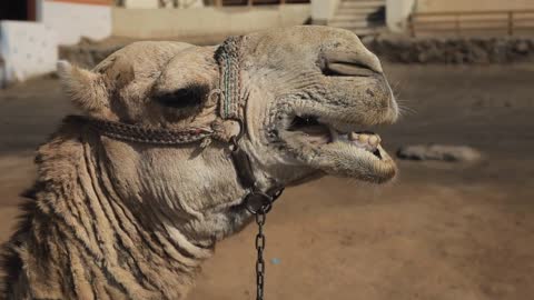 Asian mammal in its natural habitat. Close up camel portrait standing in desert of Egypt or Turkey